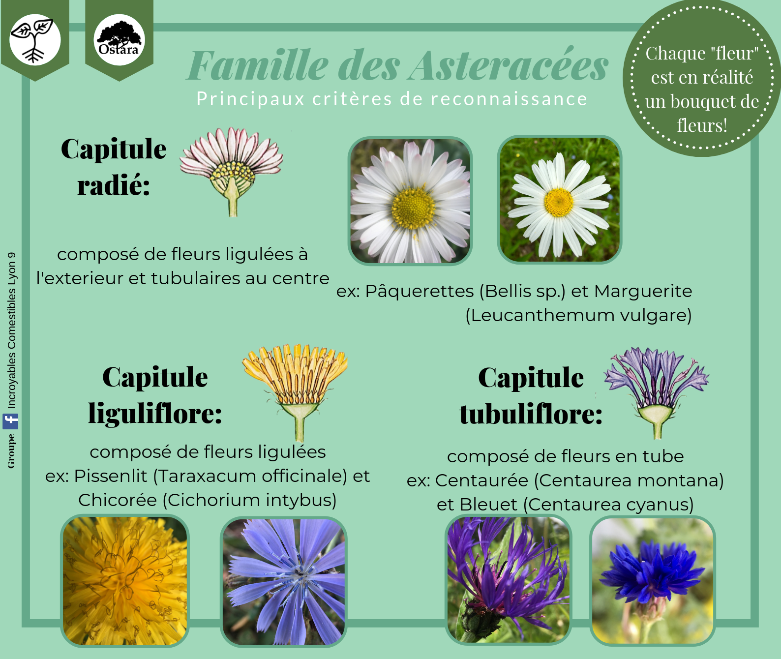 Plantes médicinales | Ostara